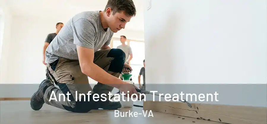 Ant Infestation Treatment Burke-VA