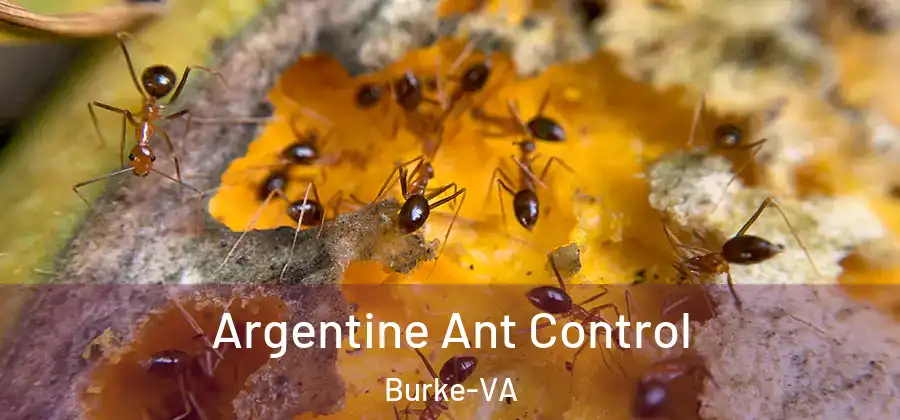  Argentine Ant Control Burke-VA