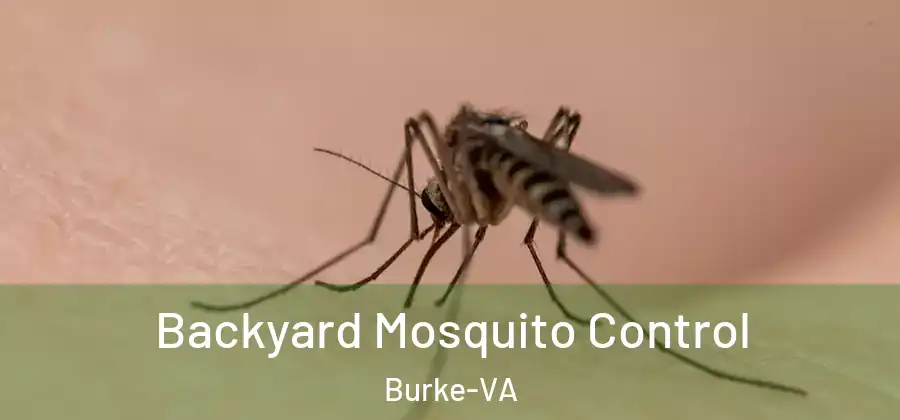  Backyard Mosquito Control Burke-VA