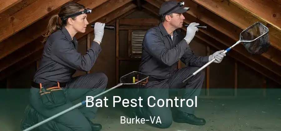  Bat Pest Control Burke-VA