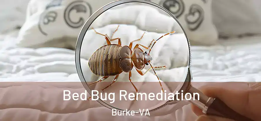  Bed Bug Remediation Burke-VA