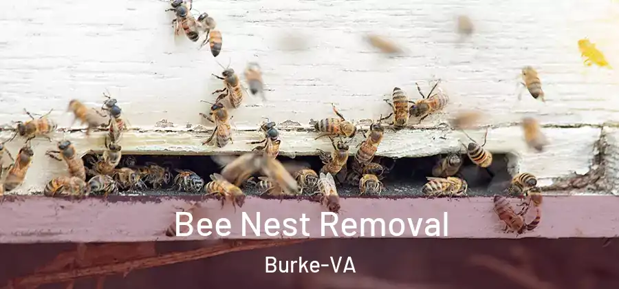 Bee Nest Removal Burke-VA