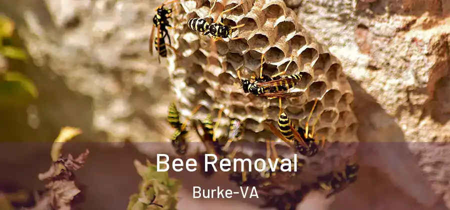  Bee Removal Burke-VA