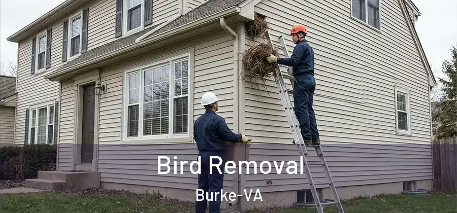Bird Removal Burke-VA