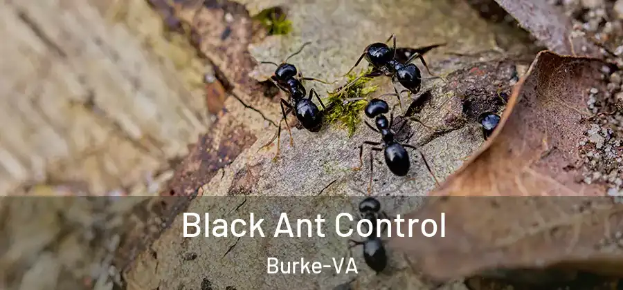 Black Ant Control Burke-VA