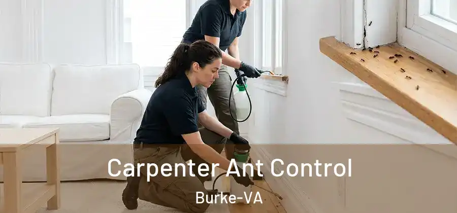 Carpenter Ant Control Burke-VA