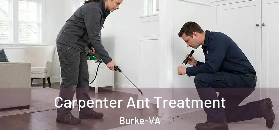  Carpenter Ant Treatment Burke-VA