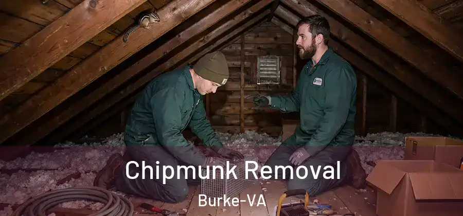 Chipmunk Removal Burke-VA