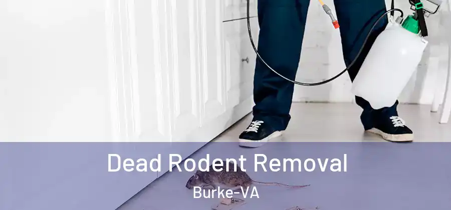  Dead Rodent Removal Burke-VA