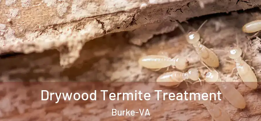  Drywood Termite Treatment Burke-VA