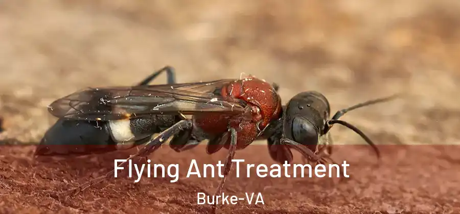 Flying Ant Treatment Burke-VA