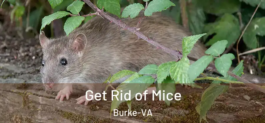Get Rid of Mice Burke-VA