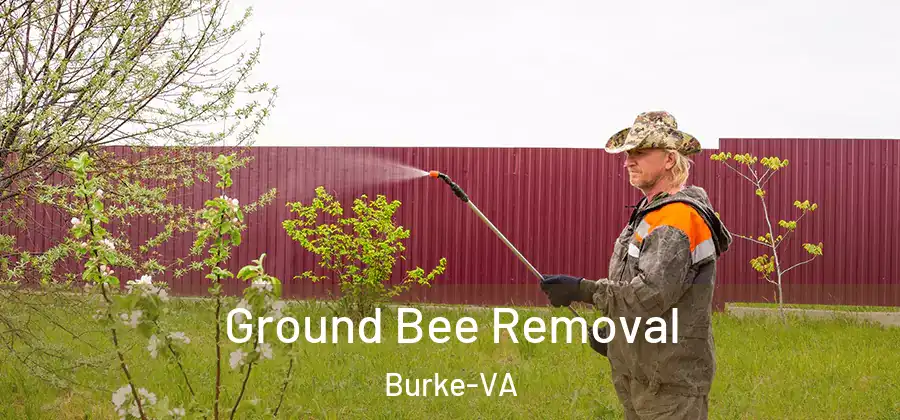  Ground Bee Removal Burke-VA