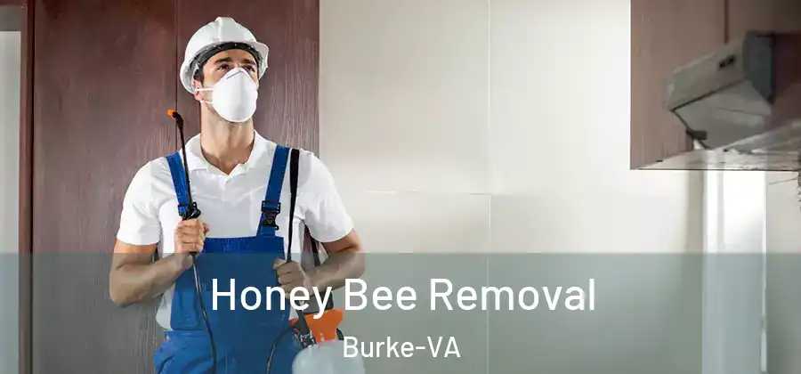  Honey Bee Removal Burke-VA