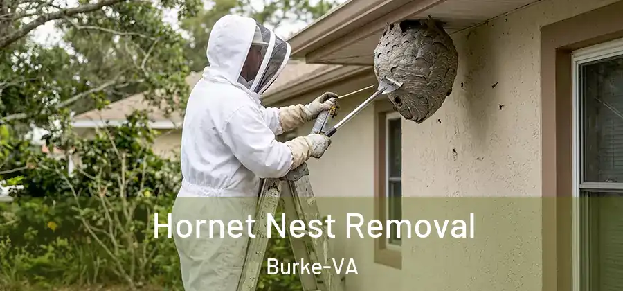  Hornet Nest Removal Burke-VA