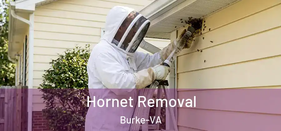  Hornet Removal Burke-VA