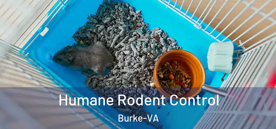  Humane Rodent Control Burke-VA