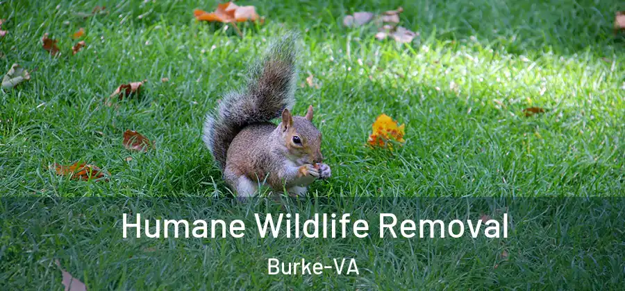  Humane Wildlife Removal Burke-VA