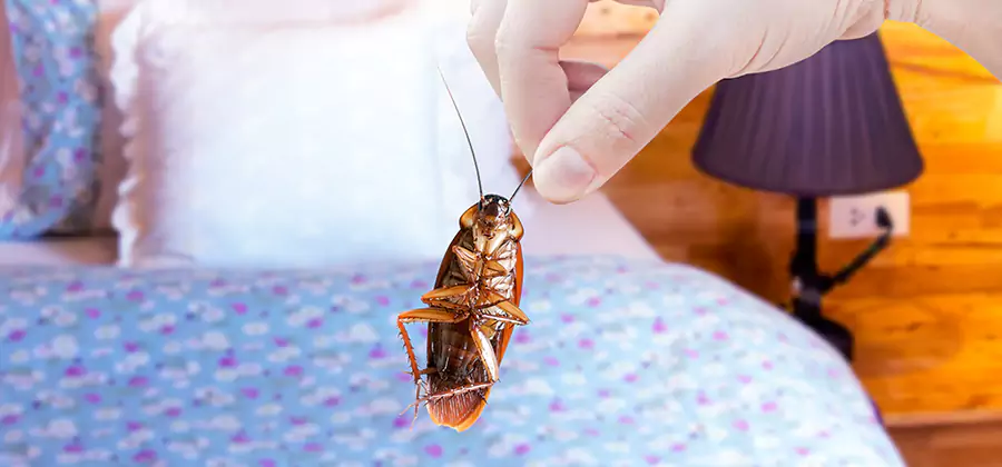 Fast Roach Elimination in Burke