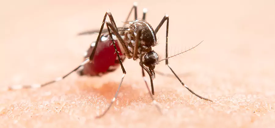 Pond Mosquito Control and Water Treatment in Burke