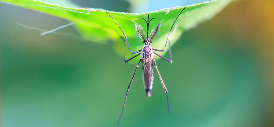 Home Defense Insect Killer in Burke