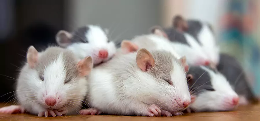 Rat Infestation Exclusion Service in Burke