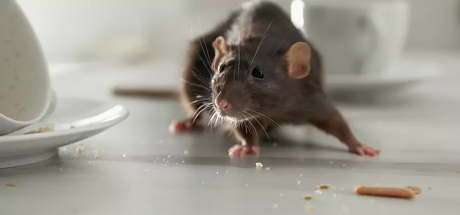 Attic Rat Exclusion Service in Burke