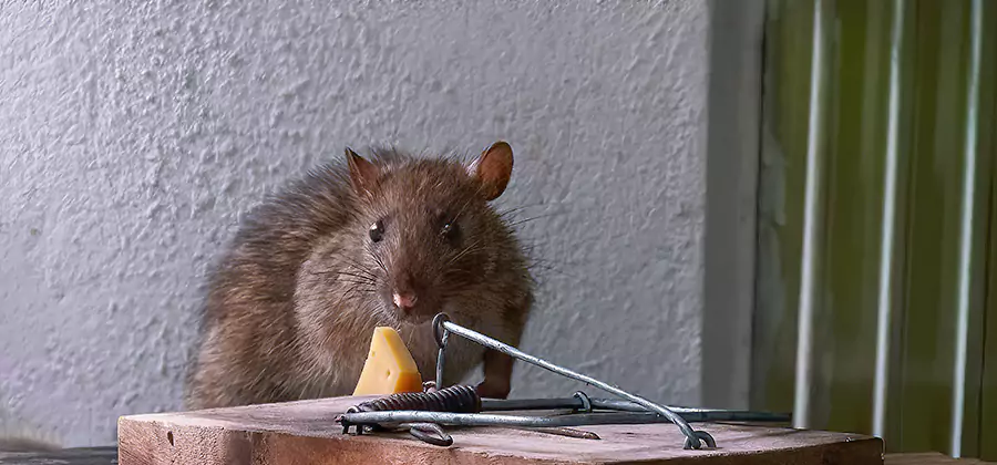 Rodent Nesting Prevention in Burke
