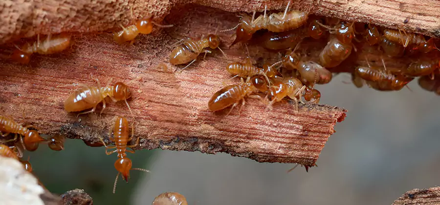 Wood Preservation Termite Treatment in Burke