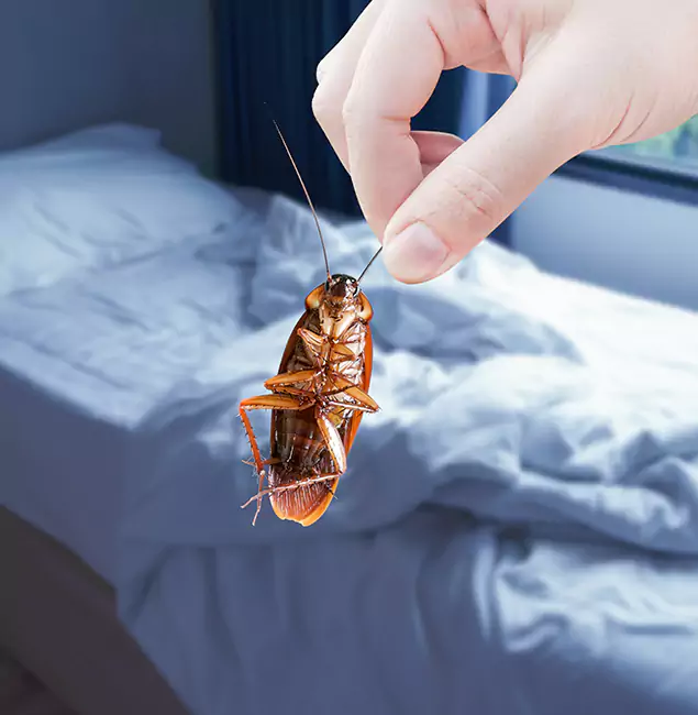 Why Choose Burke Pest Control Pro for Bed Bug Extermination in Burke, VA?