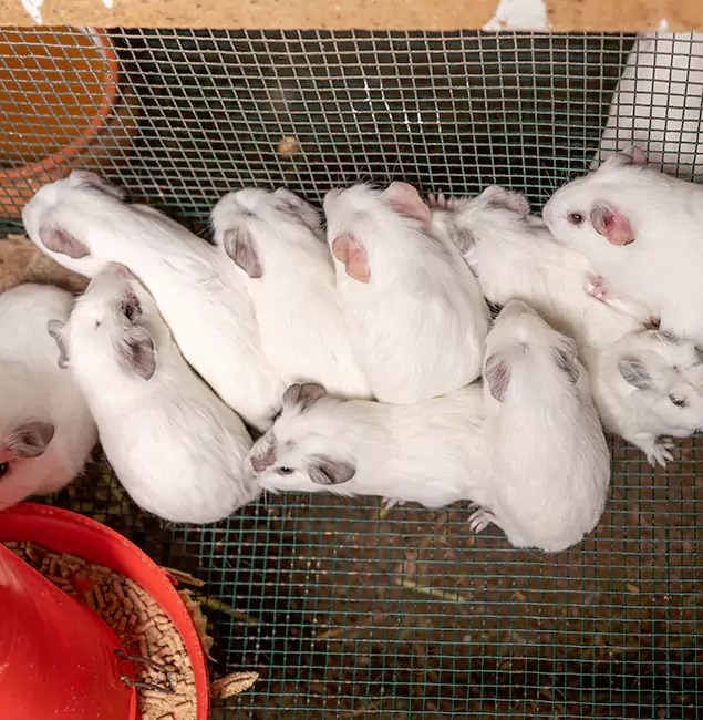 Why Choose Burke Pest Control Pro for Rat Infestation in Burke, VA?
