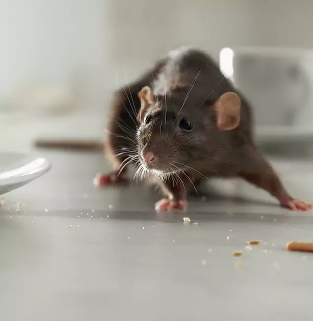 Why Burke, VA Trusts Burke Pest Control Pro for Rodent Prevention?