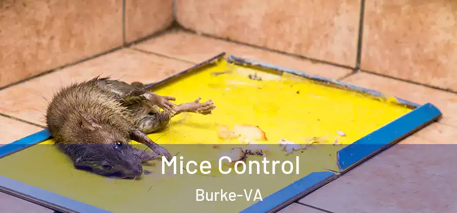 Mice Control Burke-VA