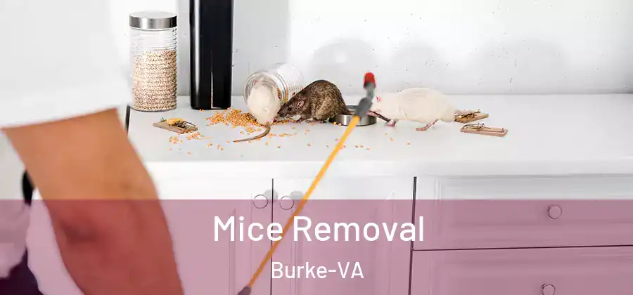  Mice Removal Burke-VA
