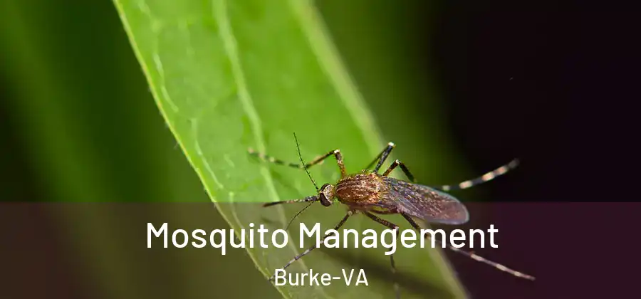  Mosquito Management Burke-VA