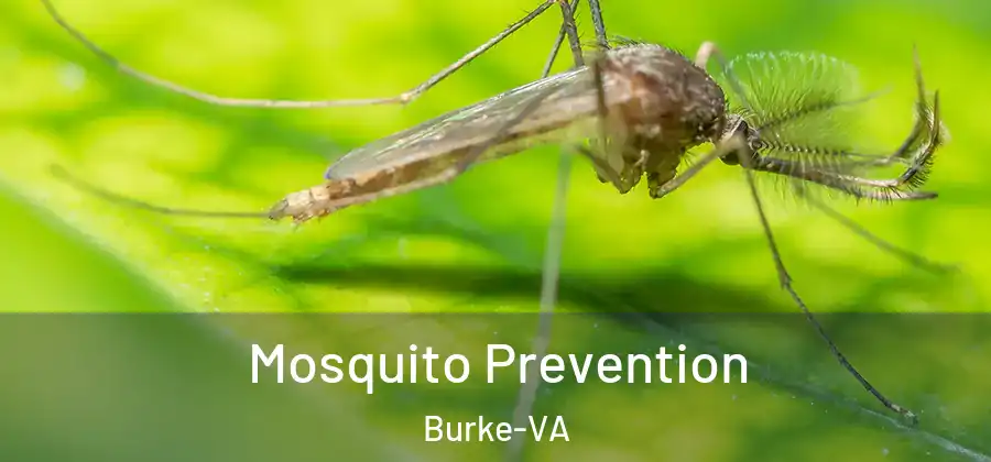 Mosquito Prevention Burke-VA