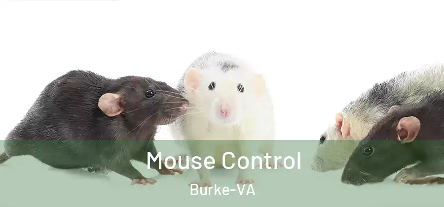  Mouse Control Burke-VA