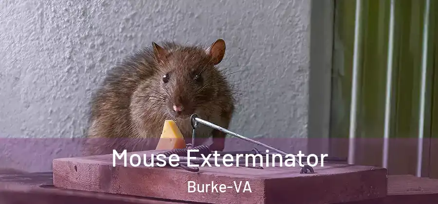  Mouse Exterminator Burke-VA