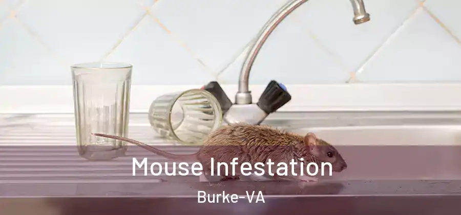  Mouse Infestation Burke-VA