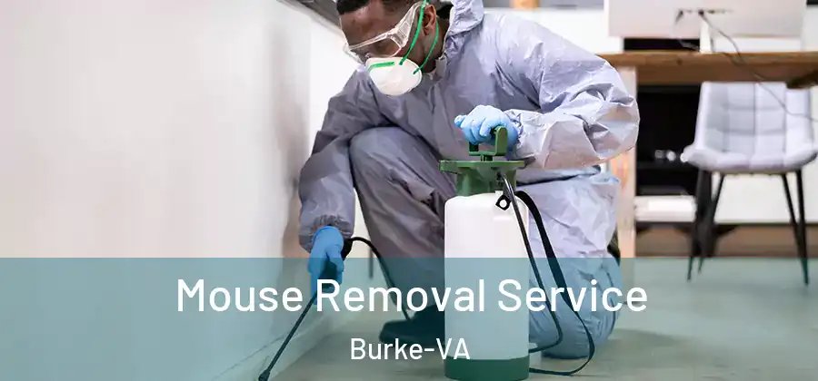  Mouse Removal Service Burke-VA