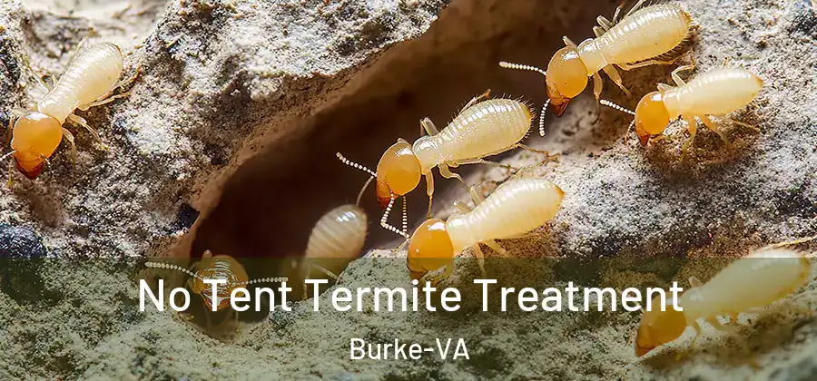 No Tent Termite Treatment Burke-VA
