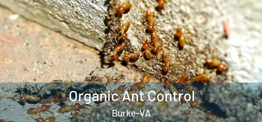 Organic Ant Control Burke-VA