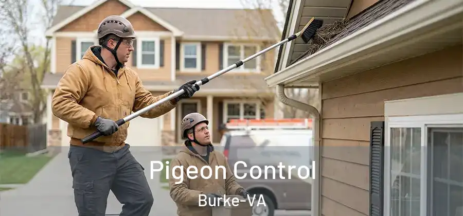 Pigeon Control Burke-VA