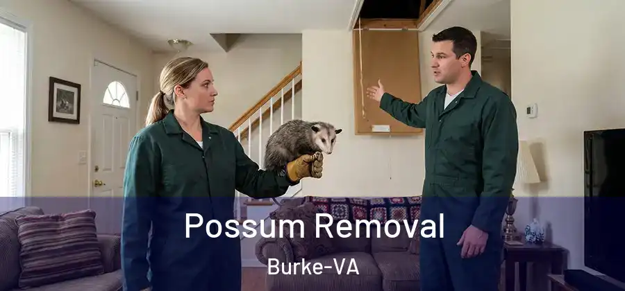  Possum Removal Burke-VA