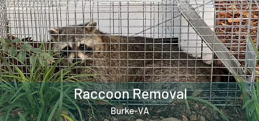  Raccoon Removal Burke-VA