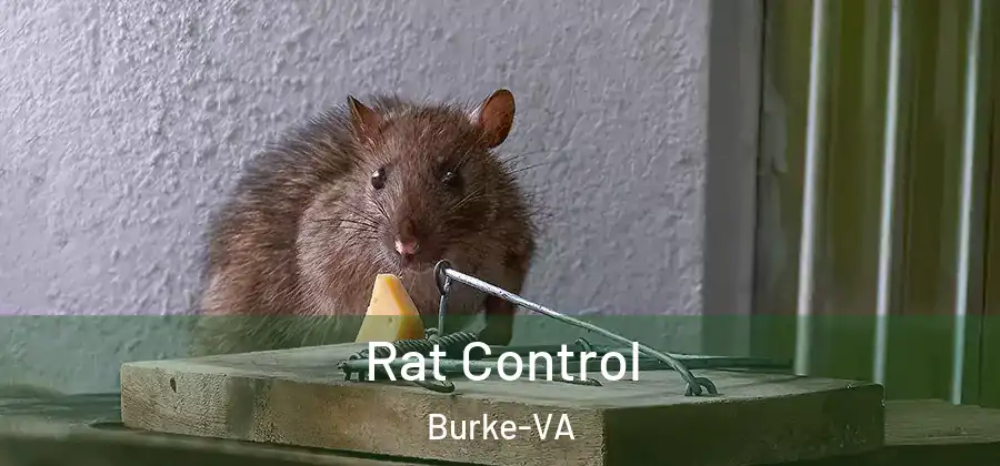 Rat Control Burke-VA