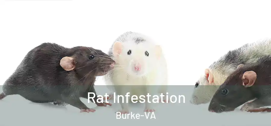 Rat Infestation Burke-VA