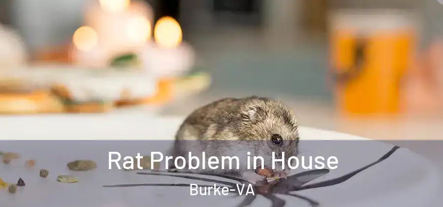  Rat Problem in House Burke-VA