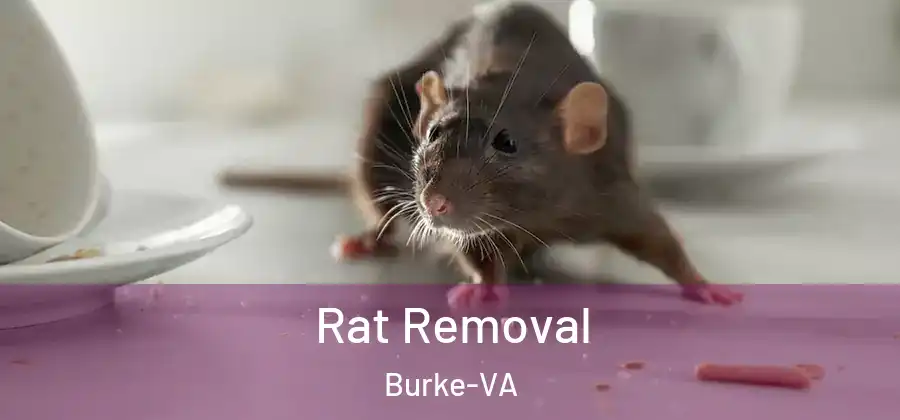  Rat Removal Burke-VA