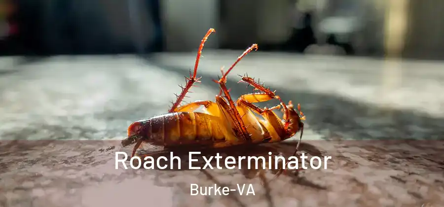  Roach Exterminator Burke-VA